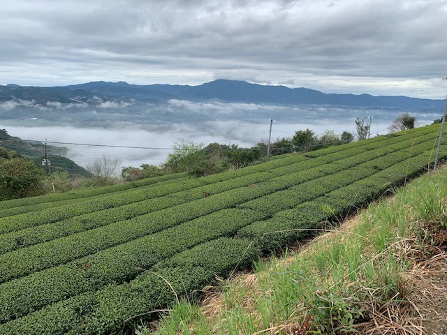 さつま町茶畑.jpg