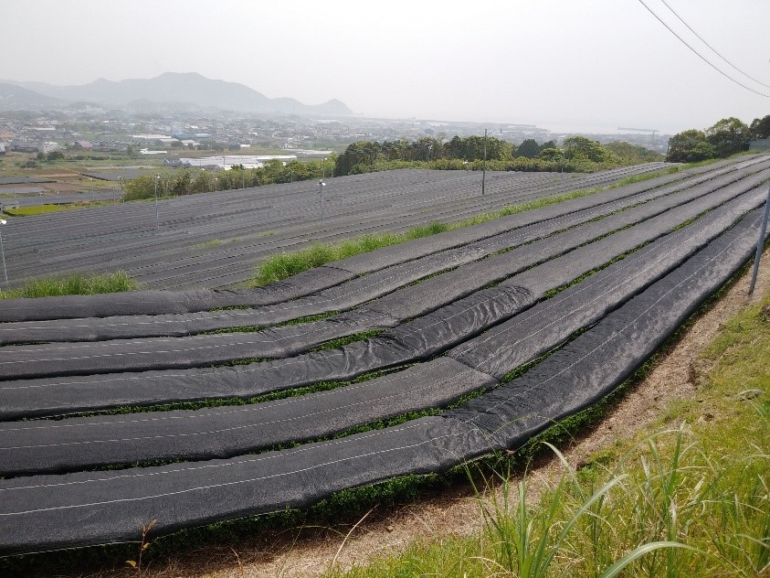 茶畑0409-5.jpg