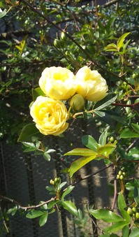 IMG_1619.JPG