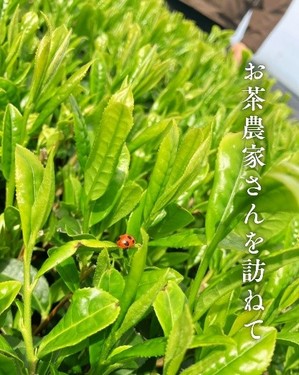blog2025shincha_01.jpg