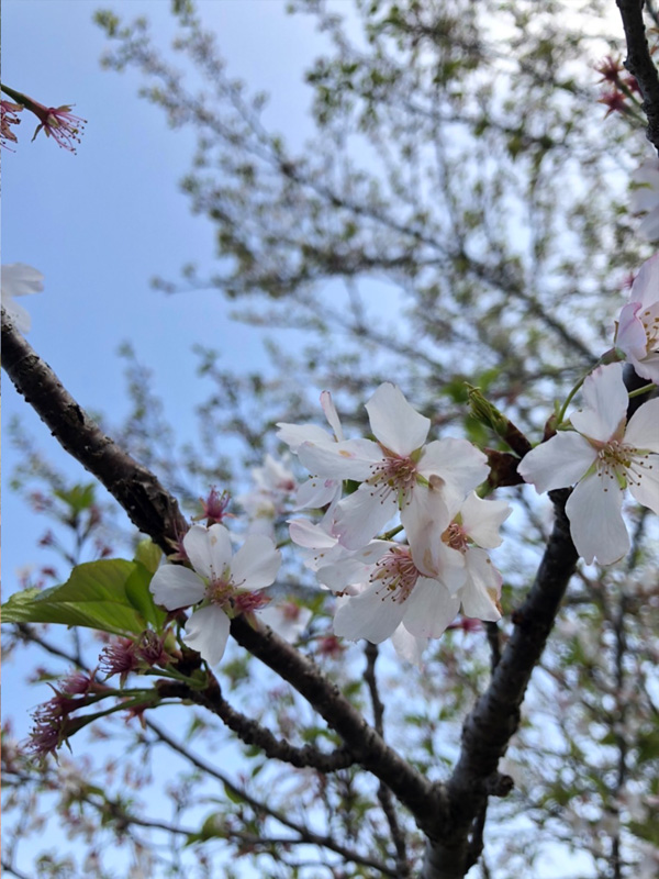 sakura.jpg