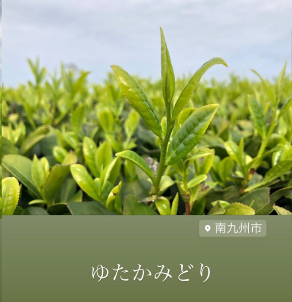 南九州ゆたかみどり.jpg