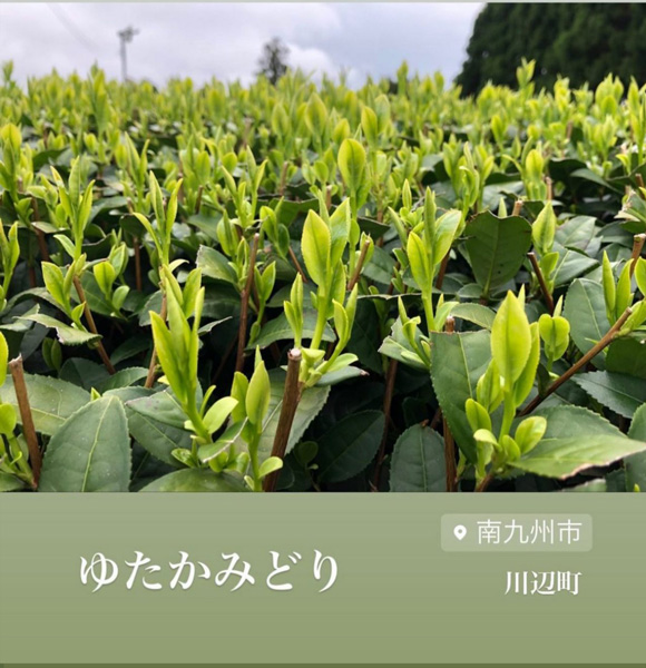 川辺ゆたかみどり.jpg