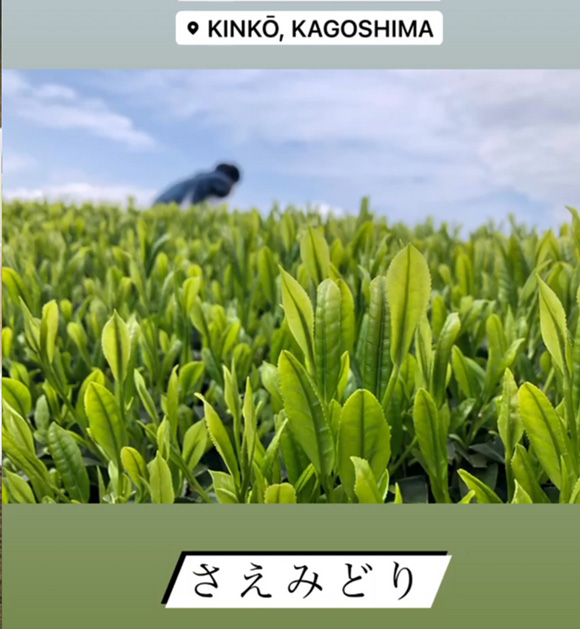 錦江さえみどり.jpg