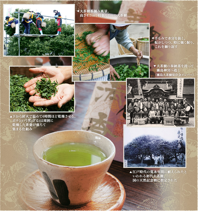 茶摘み、釜炒り、奉納